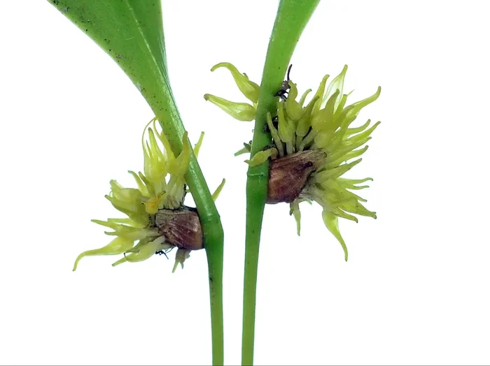 Pleurothallis ruscifolia