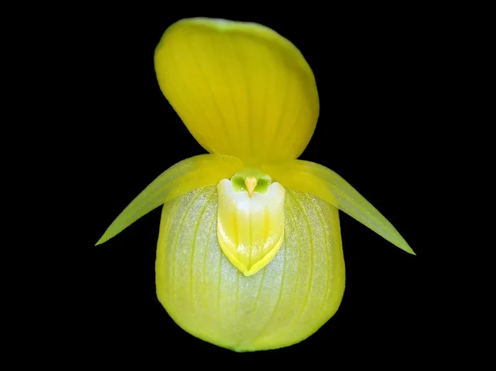 Pleurothallis titan