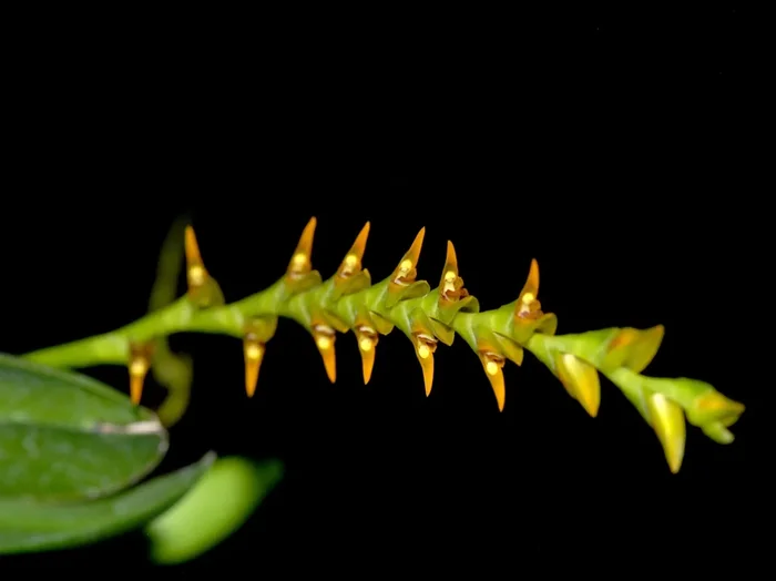 Pleurothallis tricarinata