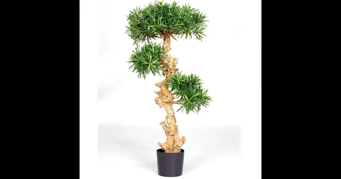 PODOCARPUS BONSAI Kunstpflanze