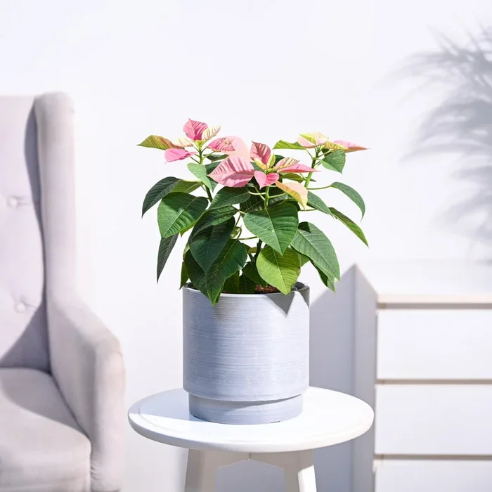 Poinsettia Pink Plant with Oslo Planter