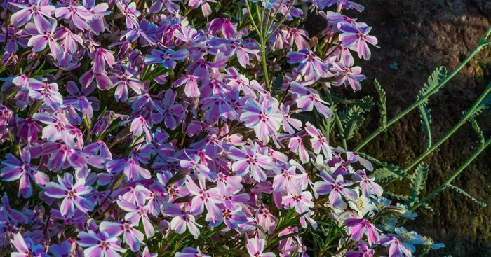Polster-Flammenblume ‚Candy Stripes‘