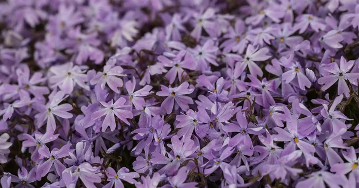 Polster-Flammenblume ‚Emerald Cushion Blue‘