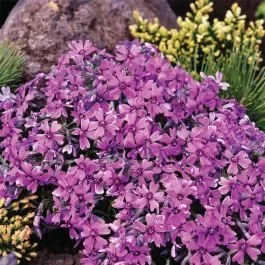 Polsterphlox (Phlox subulata) Samson