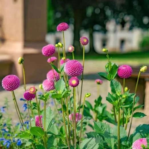 Pompon-DahlieRocco