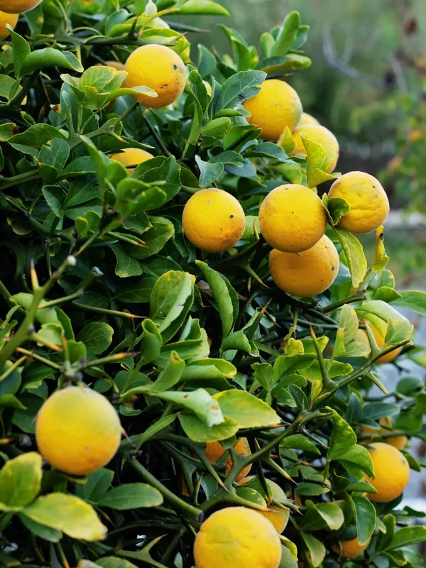 Poncirus trifoliata – Dreiblättrige Bitterorange aus Freilandzucht