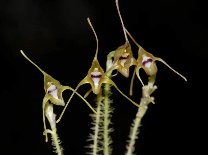 Porroglossum hystrix