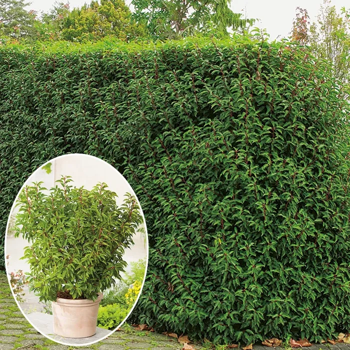 Portugiesische Lorbeerkirsche Prunus lusitanica Angustifolia – Bestellnummer 3350224