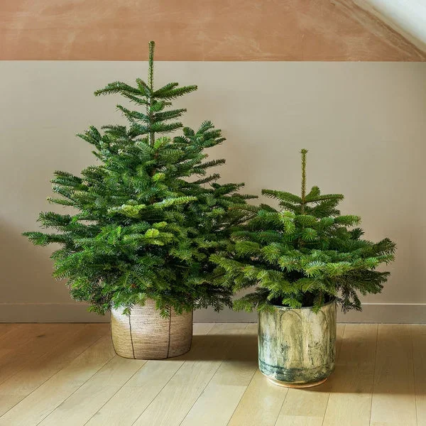 Pot Grown Nordmann Fir – Pre order for delivery from 08/11