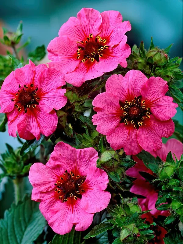 Potentilla Miss Willmott (Fingerkräuter)