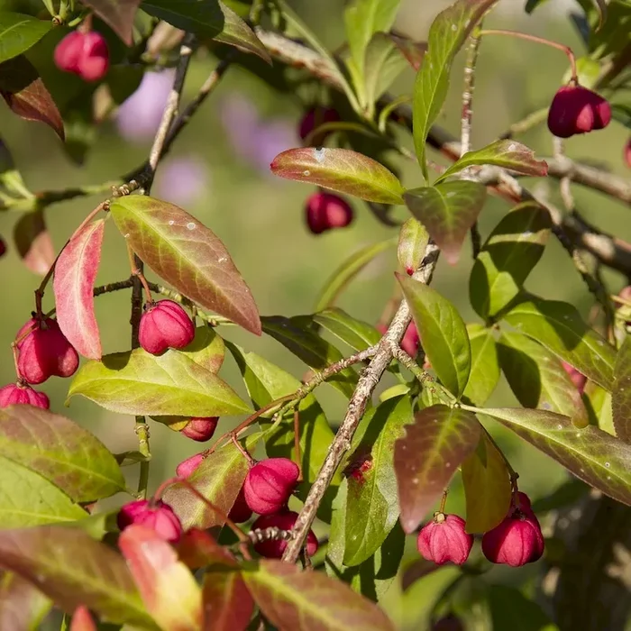 Pracht Pfaffenhütchen / Spindelstrauch Red Cascade – Euonymus europaeus