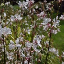 Prachtkerze (Gaura lindheimerii) Madonna