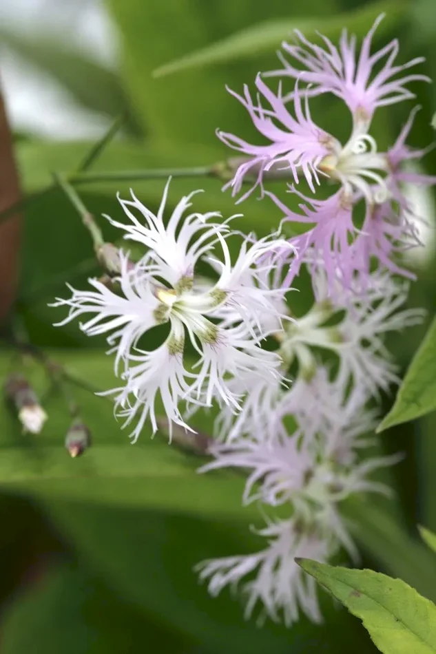 Prachtnelke, Dianthus superbus