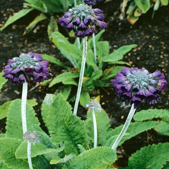 Primula capitata ssp. mooreana