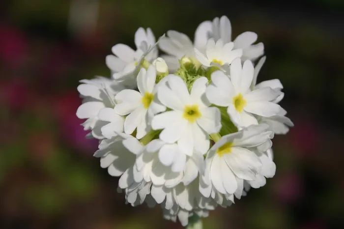 Primula denticulata ‚Alba‘ (Kugel-Primel)