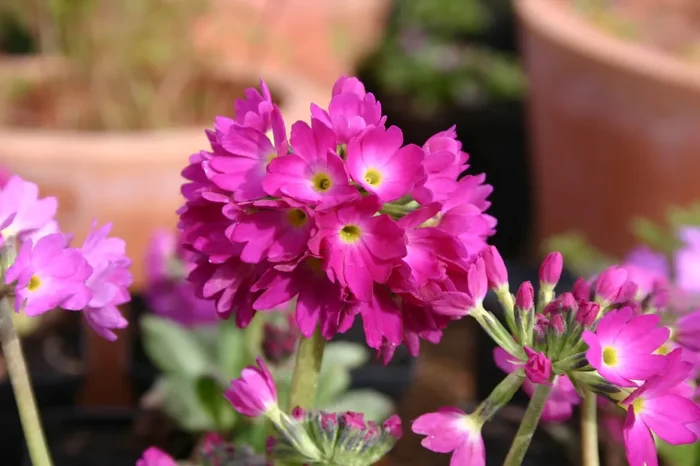 Primula denticulata ‚Rubin‘ (Kugel-Primel)