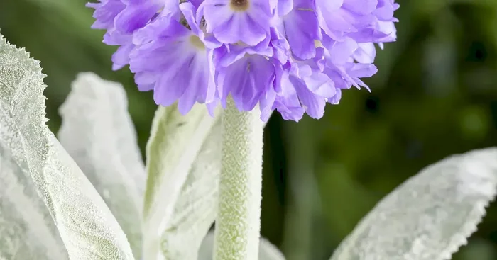 Primula denticulata
