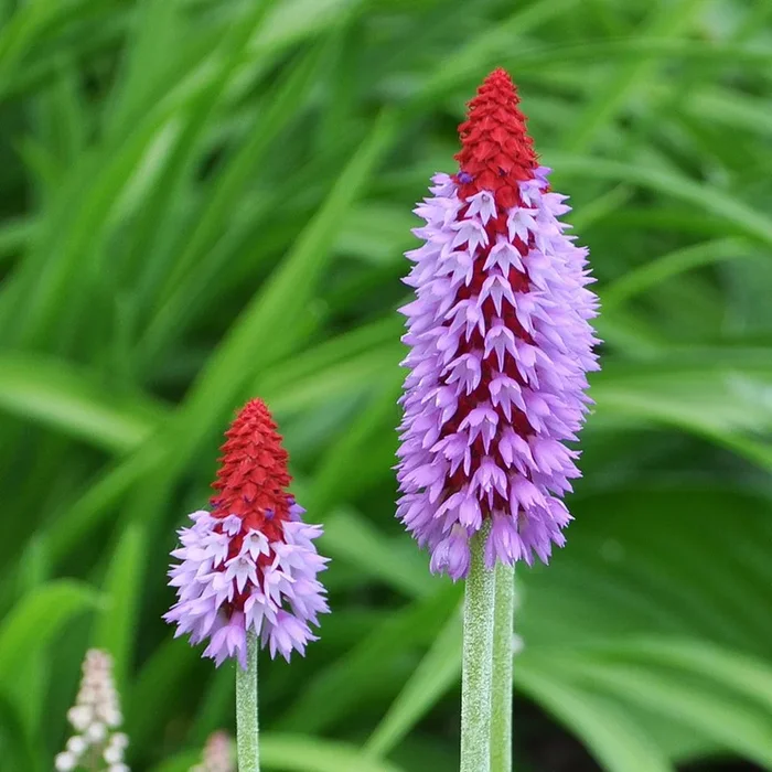 Primula vialii