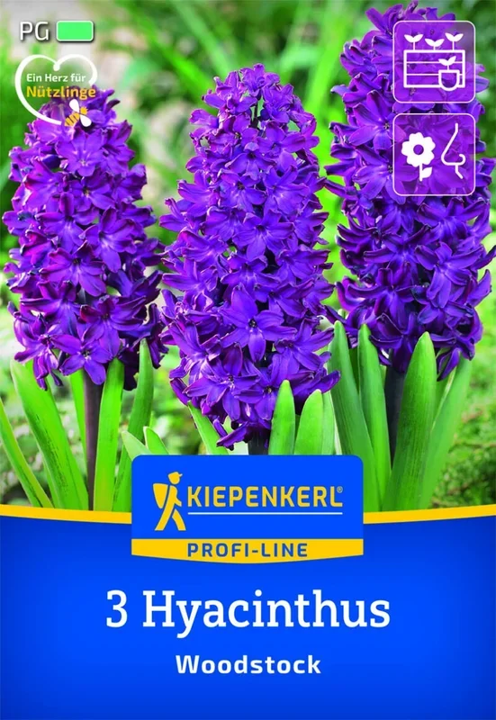 Profi-Line Hyazinthe Woodstock, 3 Stück, Herbstblumenzwiebeln Kiepenkerl