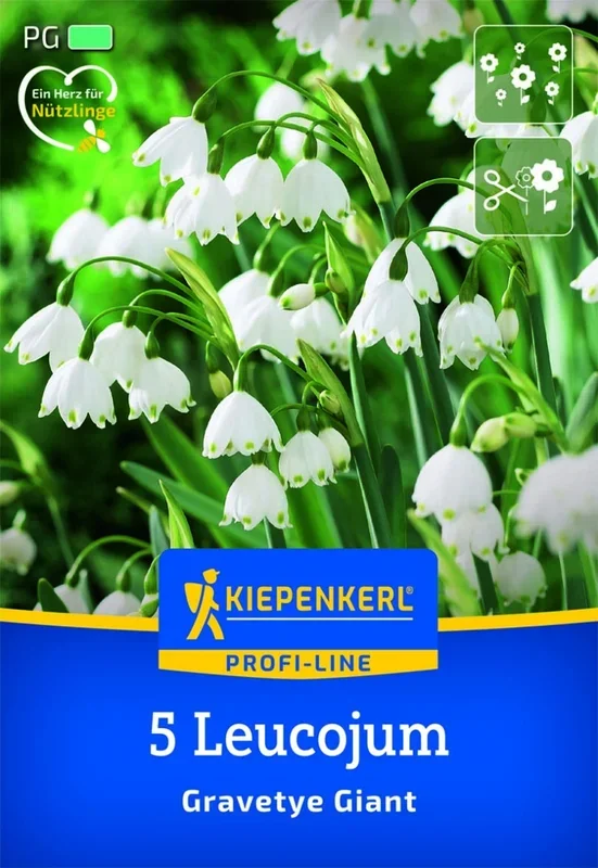Profi-Line Sommerknotenblume Gravetye Giant, 5 Stück, Herbstblumenzwiebeln Kiepenkerl