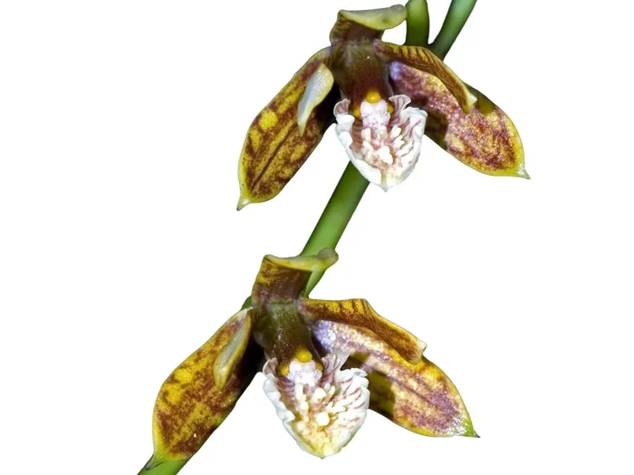 Prosthechea livida