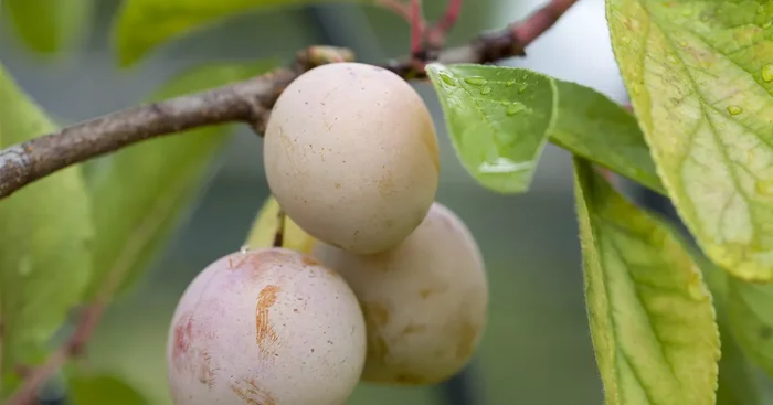 Prunus domestica subsp. domestica ‚Hanita'(s)${2}