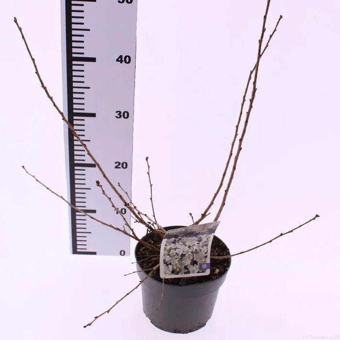 Prunus incisa ‚Yamadei‘ – Geschlitzte Kirsche (40-60 cm) | Japanische Zierkirsche für Garten & Terrasse