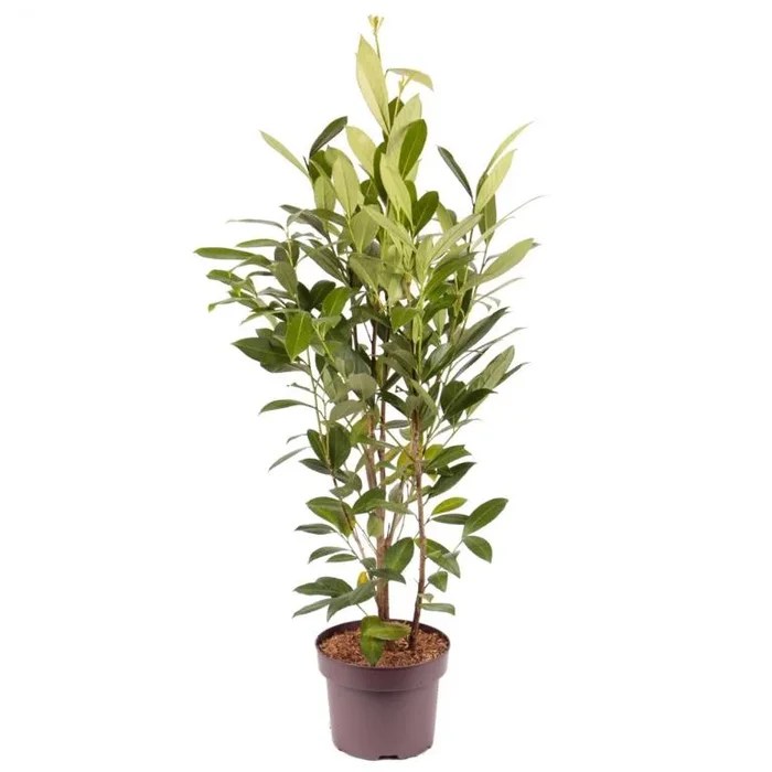 Prunus laurocerasus ‚Caucasica‘ 80-100 Pflegeleichter Kirschlorbeer, Immergrüner Sichtschutz & Winterhart
