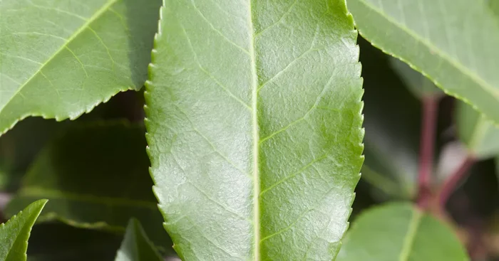 Prunus lusitanica ‚Angustifolia’${2}