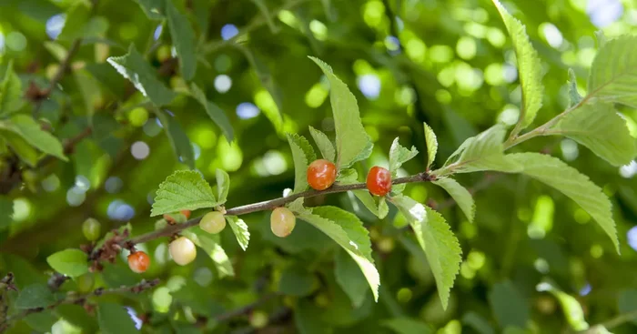 Prunus tomentosa