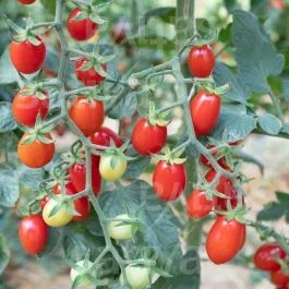 Pulcina – Datteltomate