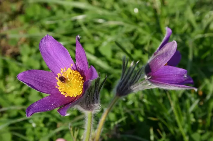 Pulsatilla vulgaris (Küchenschelle | Kuhschelle)