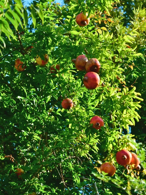 Punica granatum – Granatapfel