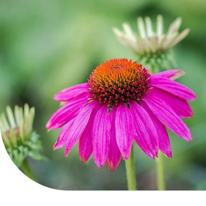 Purpur-Sonnenhut – Echinacea purpurea