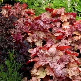 Purpurglöckchen (Heuchera micrantha) Vienna