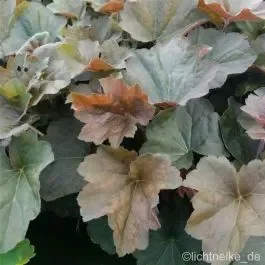 Purpurglöckchen (Heuchera) Walnut
