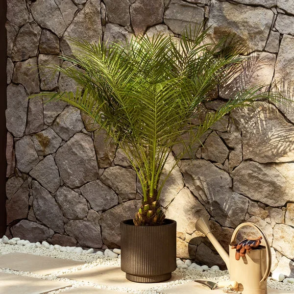 Pygmy Date palm