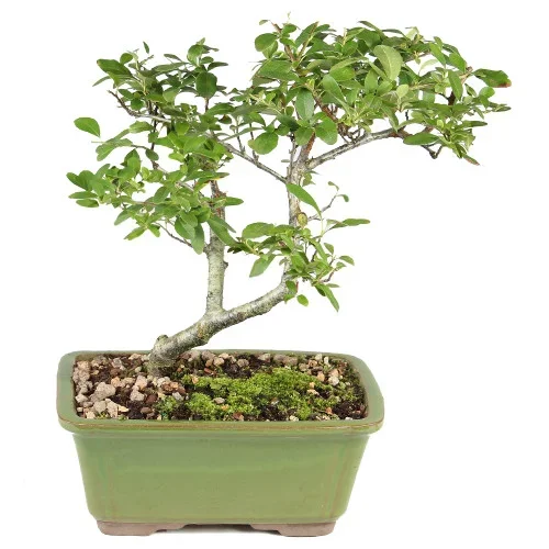 Pyracantha – ST2125DP-B