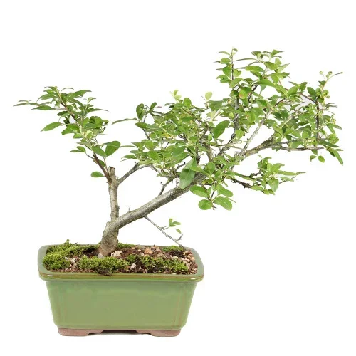 Pyracantha – ST2125DP-G