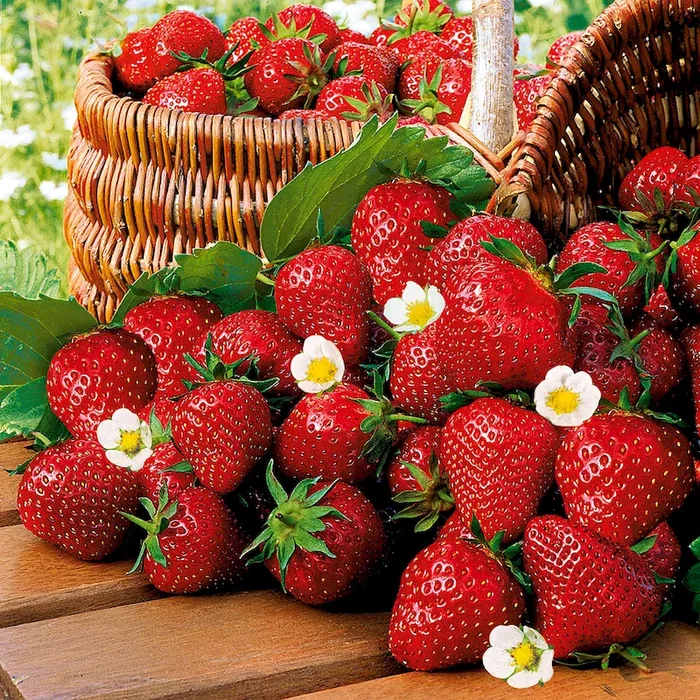Qualitäts-Erdbeerpflanze ‚Imtraga-Selekta‘, zweimal tragend fragaria – Bestellnummer 4447414