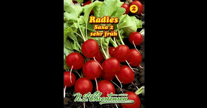 Radies Saxa 2