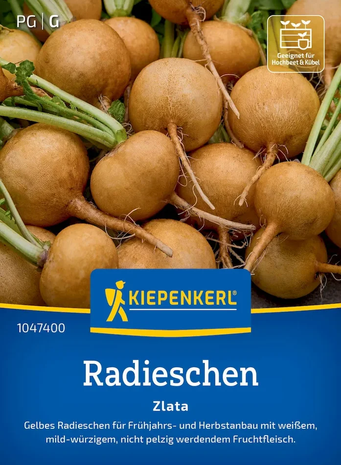 Radieschensamen Zlata