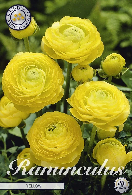 Ranunkel Yellow (10 Stück)