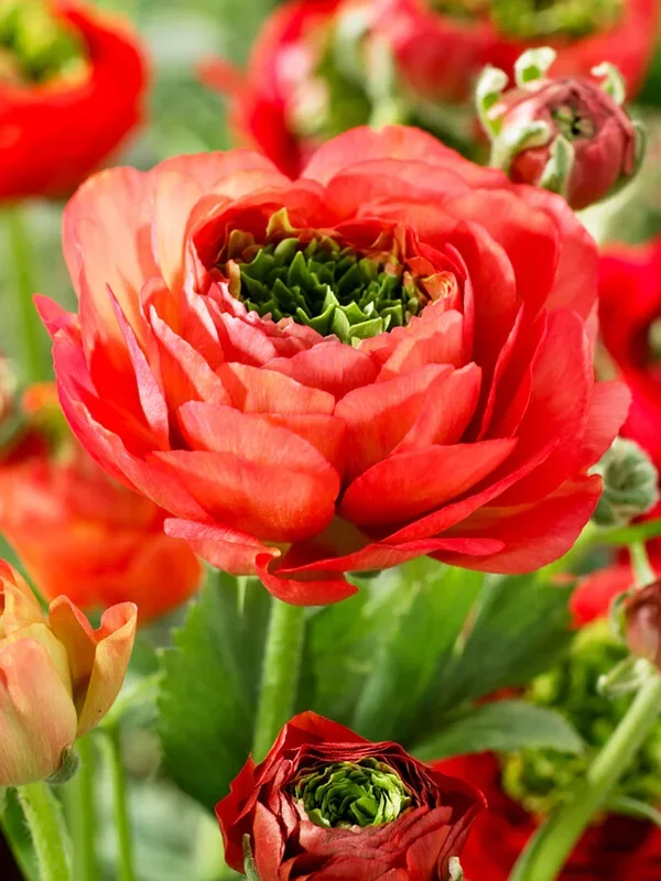 Ranunkeln Reinette Rot