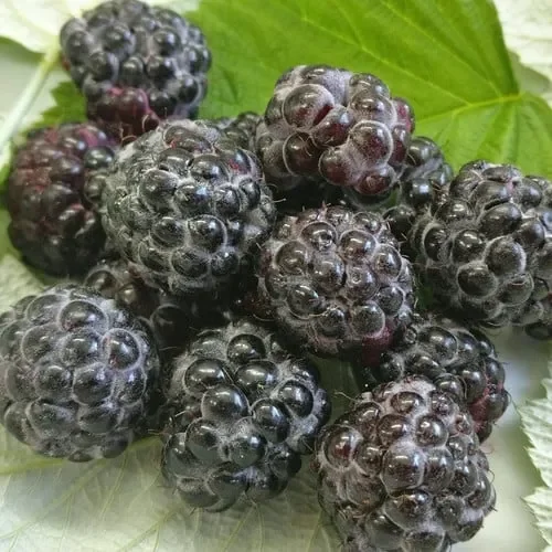 Raspberry ‚Black Jewel‘