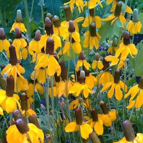 Ratibida Columnifera