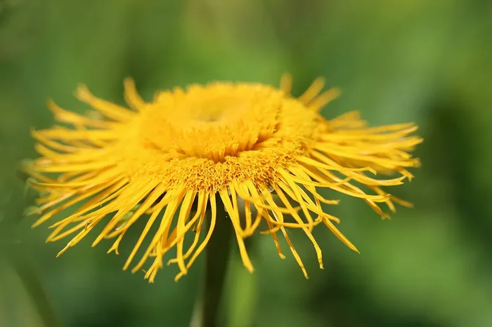Rauhaariger Alant (Inula hirta) „Bio“