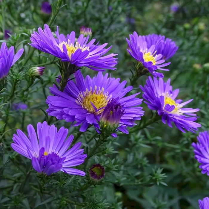 Rauhblattaster Barr’s Blue blauviolette Blüten im Sept. Oktober Staude Herbstaster im 11 cmTopf