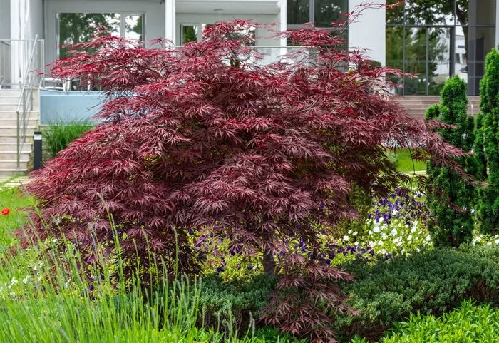 Red Japanese maple – Acer palmatum dissectum ’Garnet’