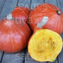 Red Kuri – Kürbis